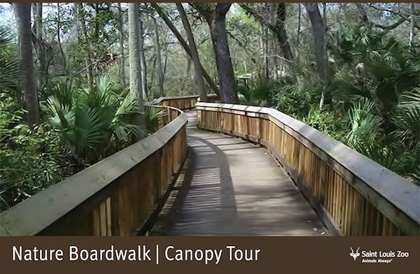 Rendering_Nature%20Boardwalk%20Canopy%20Tour_Saint%20Louis%20Zoo.jpg