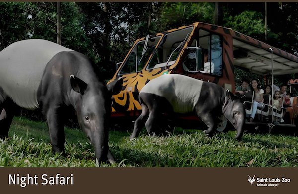 Rendering_Night%20Safari_Saint%20Louis%20Zoo.jpg