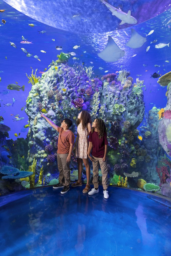 11-%20PHOTO_ATBB_Coral-Reef-Vaulted-View-2.jpeg