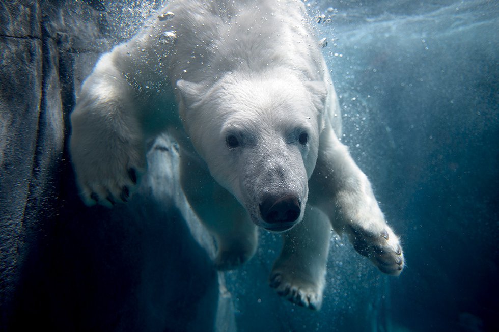 Polar%20bear%20Kali_photo%20by%20Ray%20Meibaum%20Saint%20Louis%20Zoo.jpg
