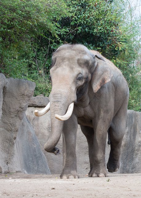 Raja the Asian elephant turns 29, and the Saint Louis Zoo invites you to a virtual birthday celebration