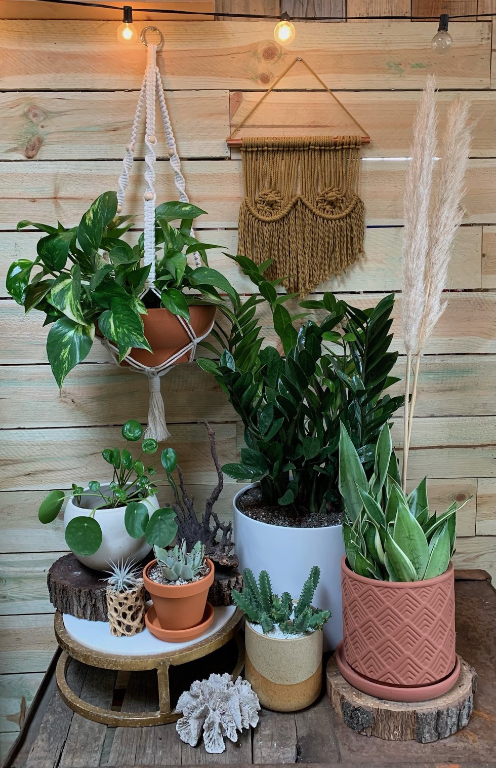 7 of the best houseplants for beginners