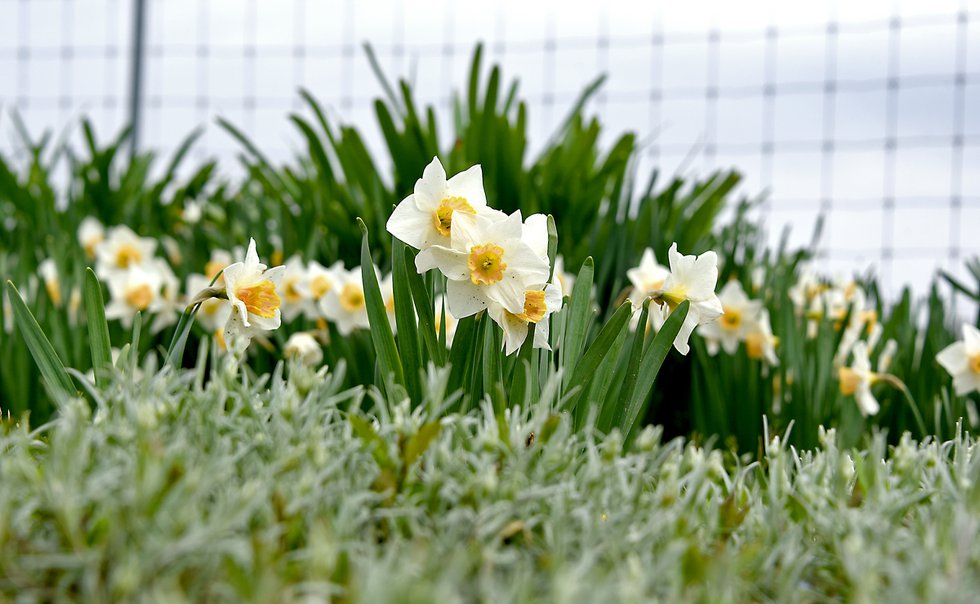 DAFFODILS_8033.jpg