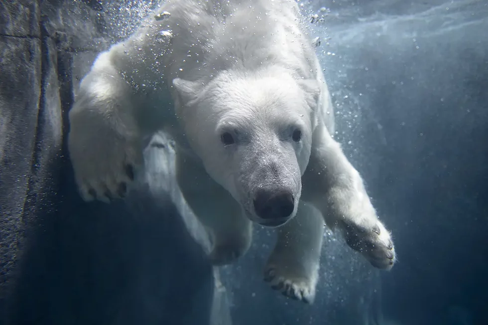 Polar%20bear_credit%20Ray%20Meibaum%20Saint%20Louis%20Zoo.webp