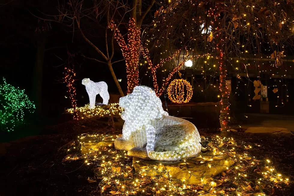 U.S.%20Bank%20Wild%20Lights_cheetah-lion_photo%20by%20Kari%20R.%20Frey%20Saint%20Louis%20Zoo.webp