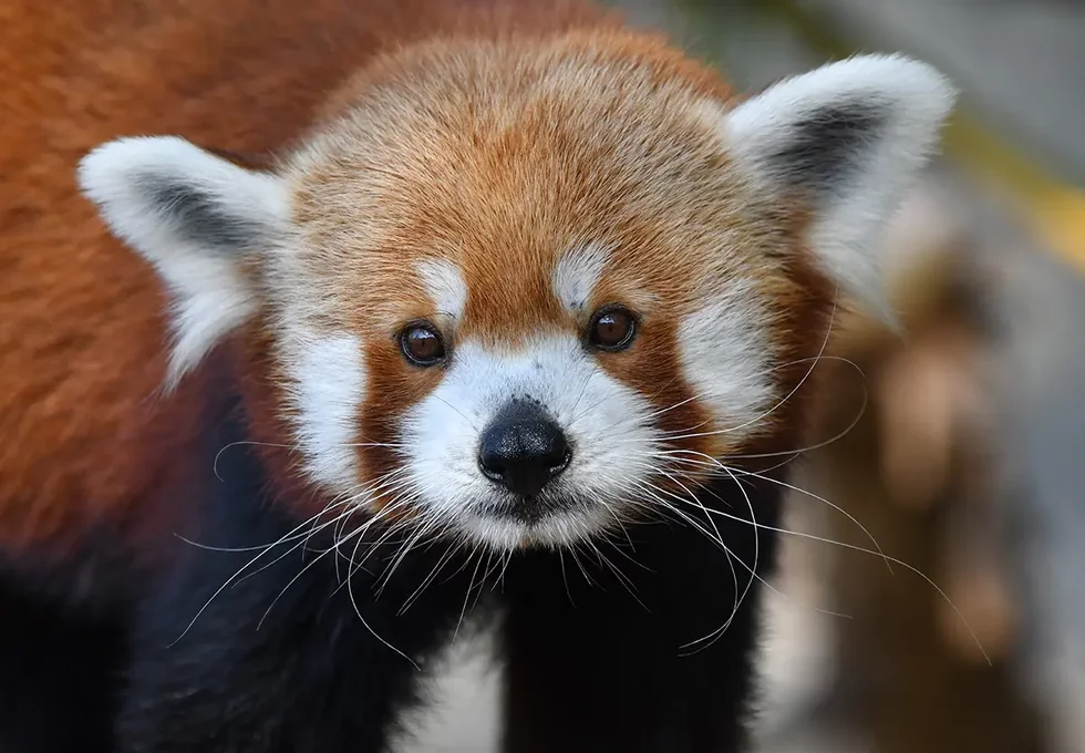 Red%20panda_JoEllen%20Toler%20Saint%20Louis%20Zoo.webp