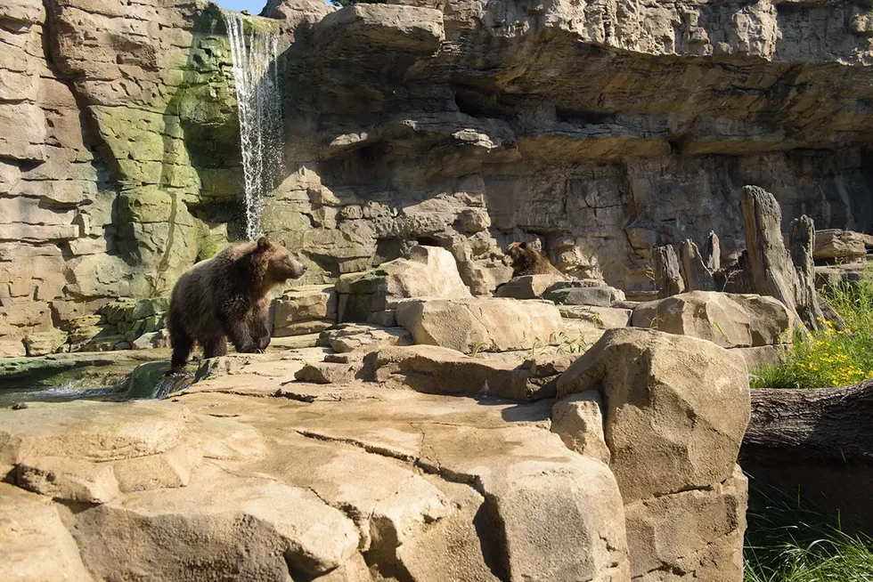 Grizzly%20bear_Ray%20Meibaum%20Saint%20Louis%20Zoo_170905_10669.webp