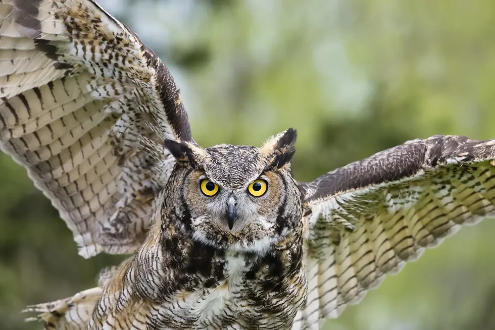 A team of researchers pursues the critters of Forest Park