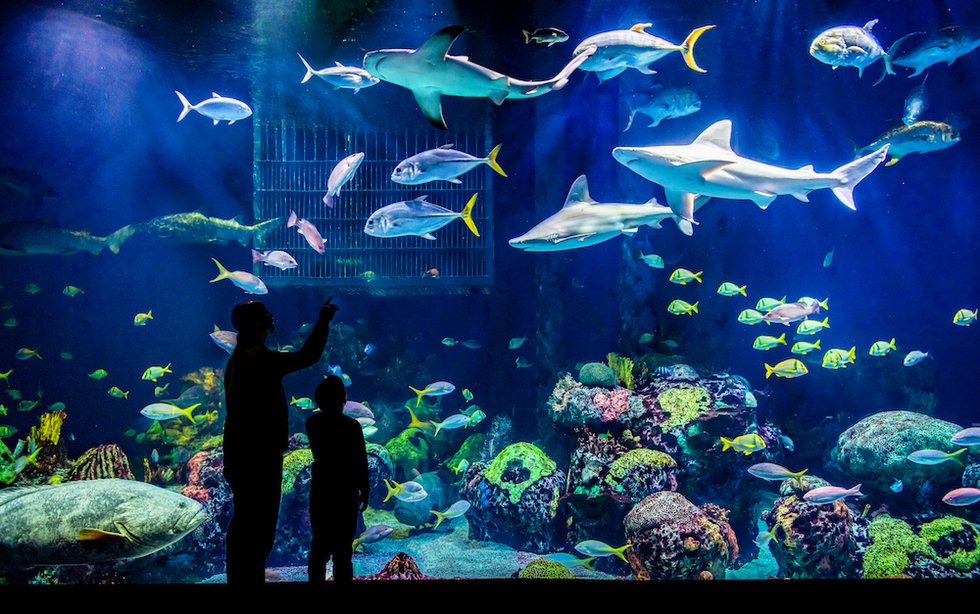 Wonders%20of%20Wildlife%20-%20Out%20to%20Sea%20Shark%20Dive%20-%20exhibit%20wide%20shot.jpg