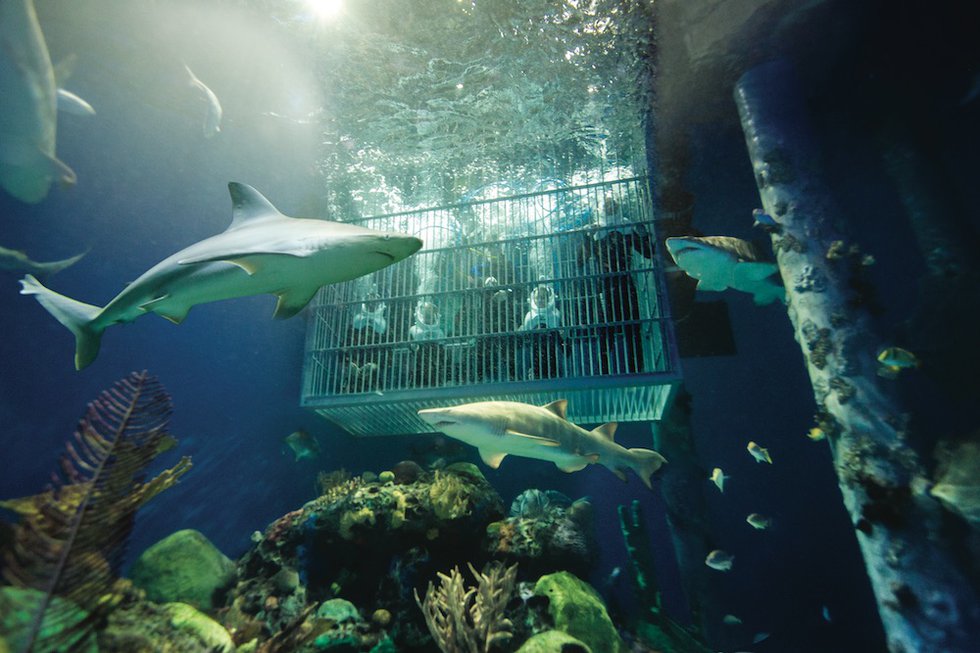 Wonders%20of%20Wildlife%20-%20Out%20to%20Sea%20Shark%20Dive%20-%20surrounded%20by%20sharks.jpg