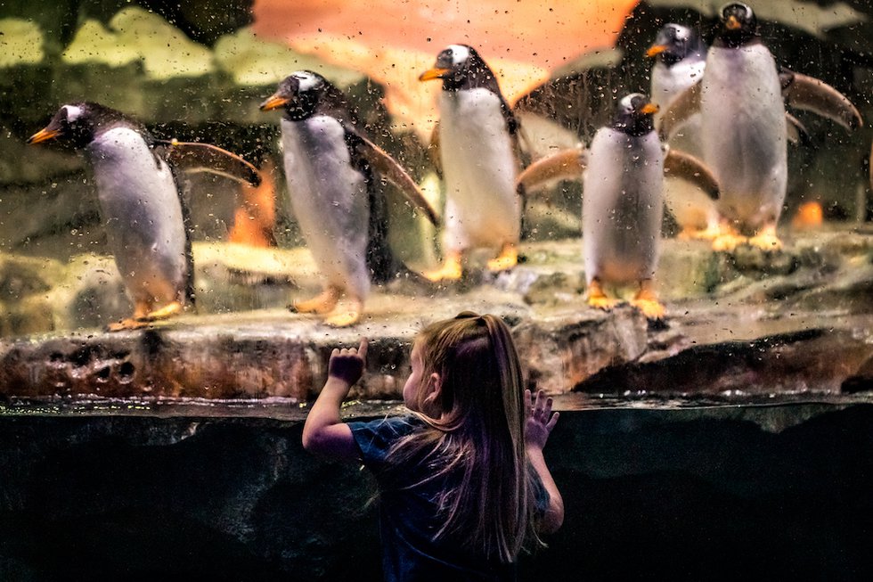 2019_WondersOfWildlife_WildlifeGalleries_PenguinCove_0040.jpg