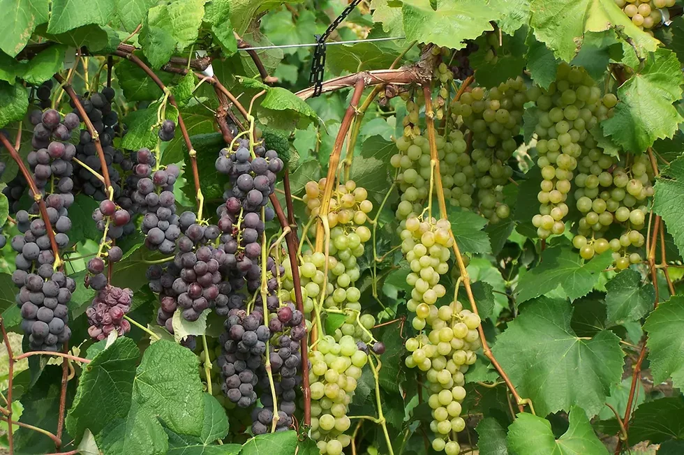 AltoVineyards8.webp