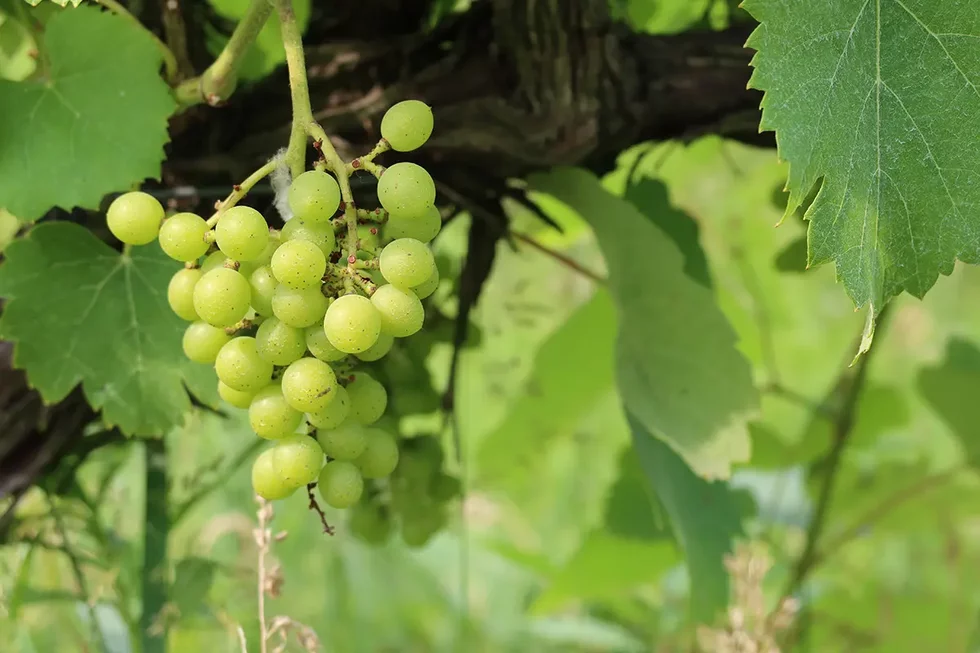 BVW%20vineyard.webp
