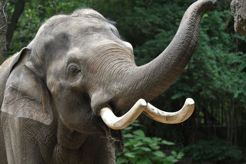 Beloved Asian elephant Raja is moving on from the Saint Louis Zoo