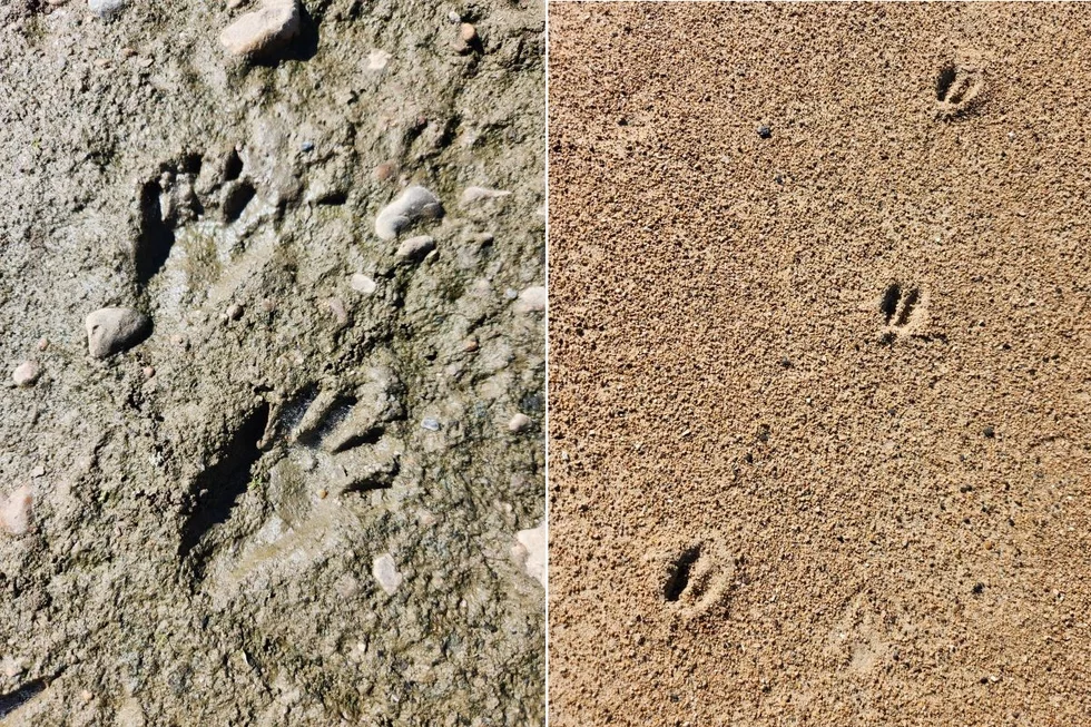 PelicanIslandAnimalTracks1.webp